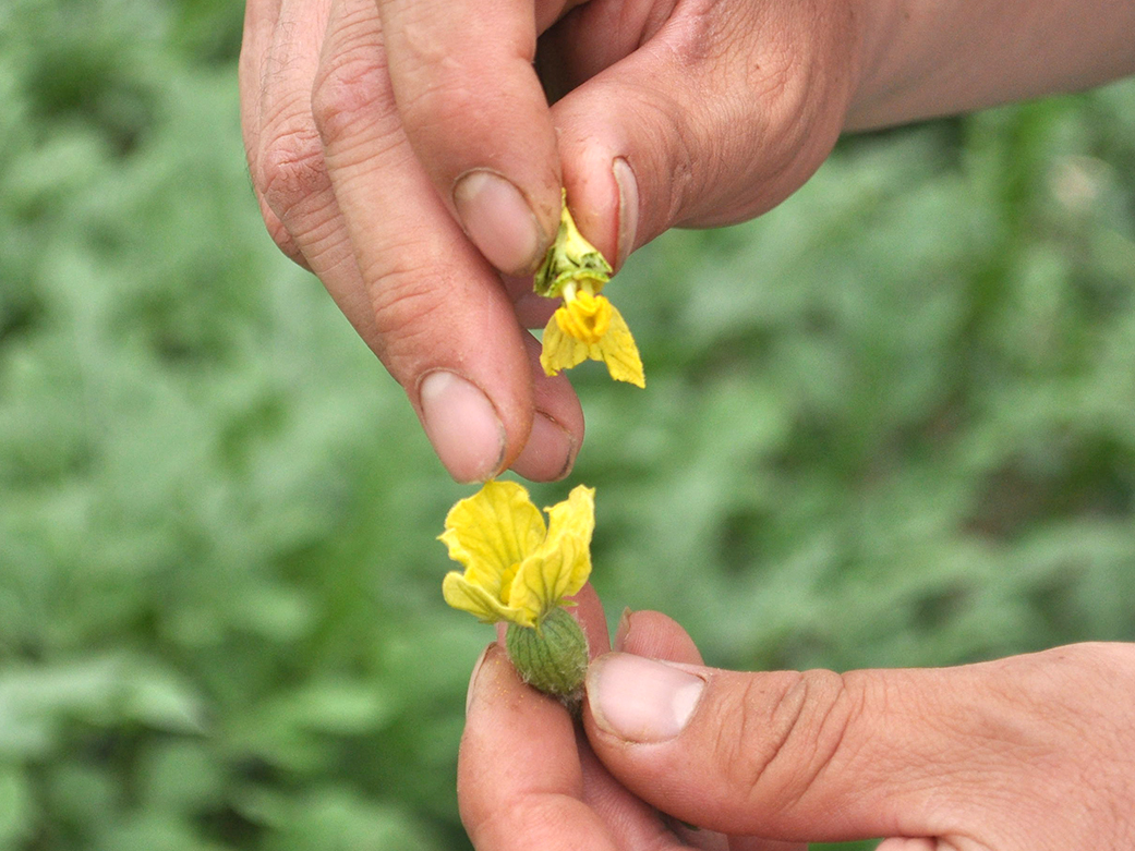 スイカの花を手で受粉する様子