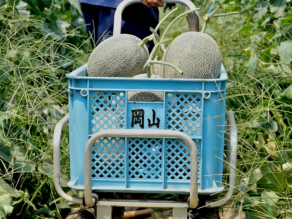 岡山農園のメロンが入った収穫ケース