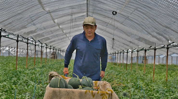 岡山農園のハウス内の様子
