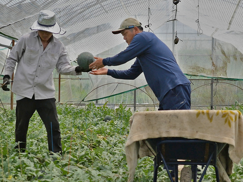 岡山農園 兄弟2人がハウスでスイカを手渡しする様子