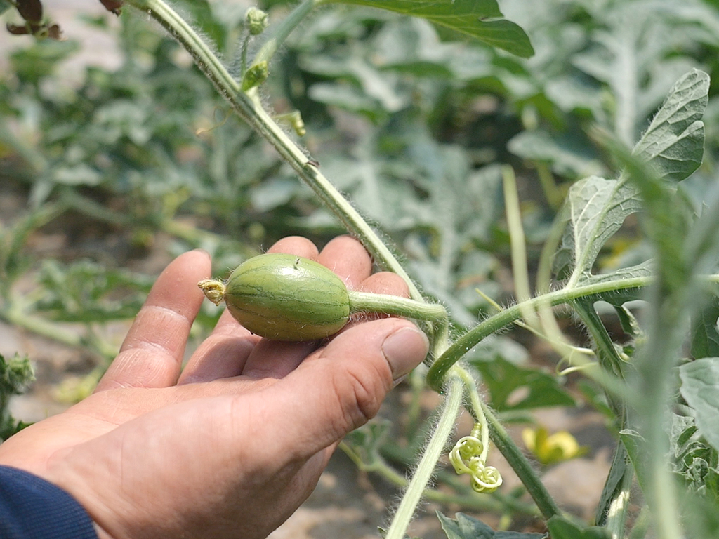 手のひらにのる小さなスイカの赤ちゃん
